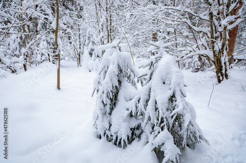 Large fir trees in a snowy forest. White fluffy snow on the branches of trees