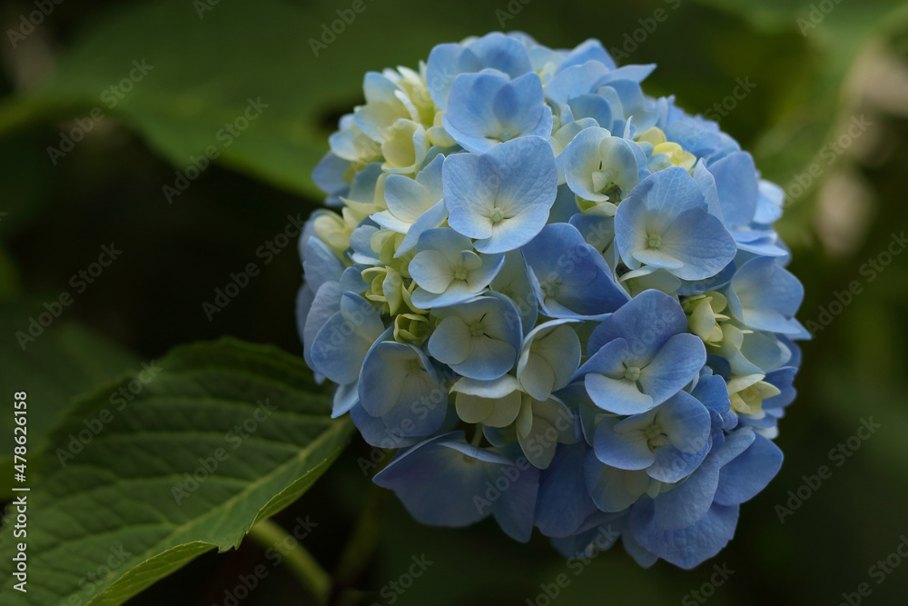 Hydrangea Macrophylla. Selective focus on beautiful bush of blooming blue Hortensia flowers and green leaves .Natural background. Hydrangea flower. Details of blue petals. Summer flower Hydrangea Macrophylla. Selective focus on beautiful bush of blooming blue Hortensia flowers and green leaves .Natural background. Hydrangea flower. Details of blue petals. Summer flower
