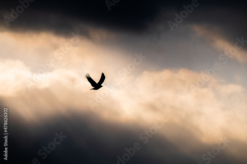 Vogel im Sonnenuntergang Fototapeta
