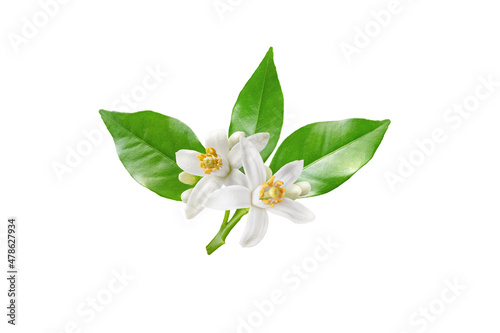 Neroli blossom branch with white flowers, buds and leaves isolated on white photo