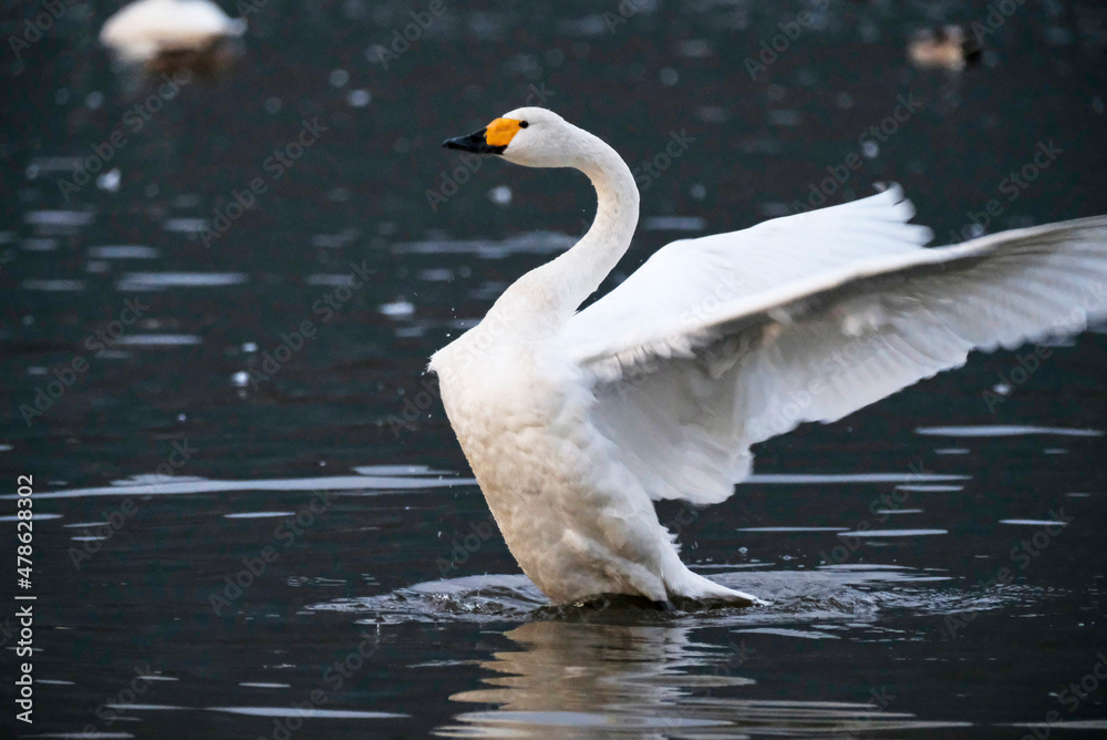 Obraz premium Beautiful flapping swan, 2021/11/3