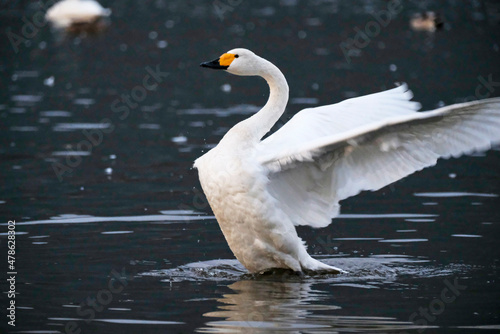 Beautiful flapping swan, 2021/11/3