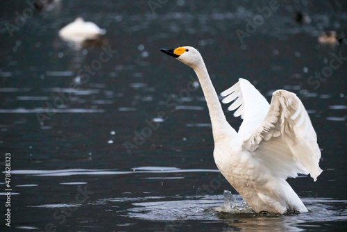 Beautiful flapping swan, 2021/11/3 photo