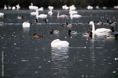 Beautiful flapping swan, 2021/11/3 photo