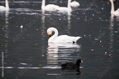 Beautiful flapping swan, 2021/11/3 photo