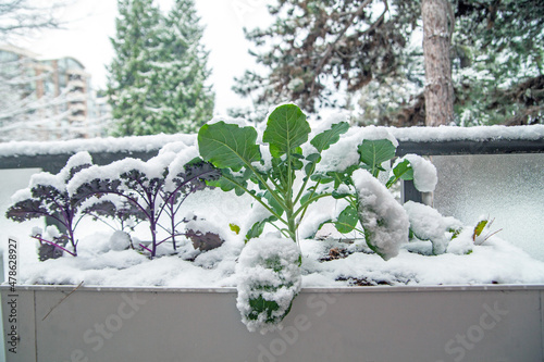 A winter garden in growing zone 8 is filled with broccoli, kale and collards greens. It's covered in a fresh blanket of snow, but is cold hardy and will recover.