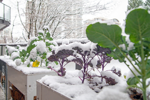 A winter garden in growing zone 8 is filled with broccoli, kale and collards greens. It\'s covered in a fresh blanket of snow, but is cold hardy and will recover.