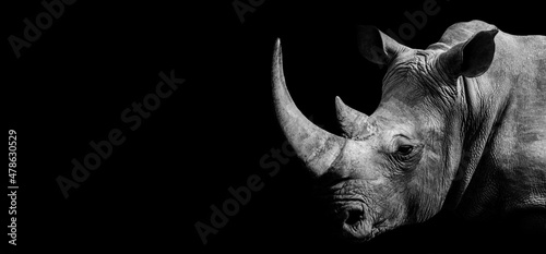 African Rhino , Rhinoceros wildlife animal isolated black white , Baner Panorama
