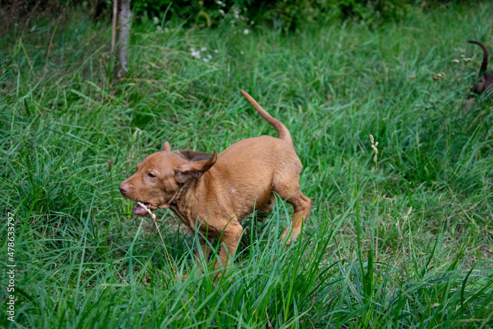 puppy on grass