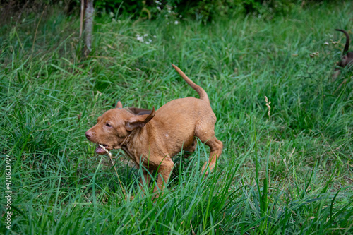 puppy on grass