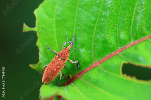 Weevil on wild plants, North China