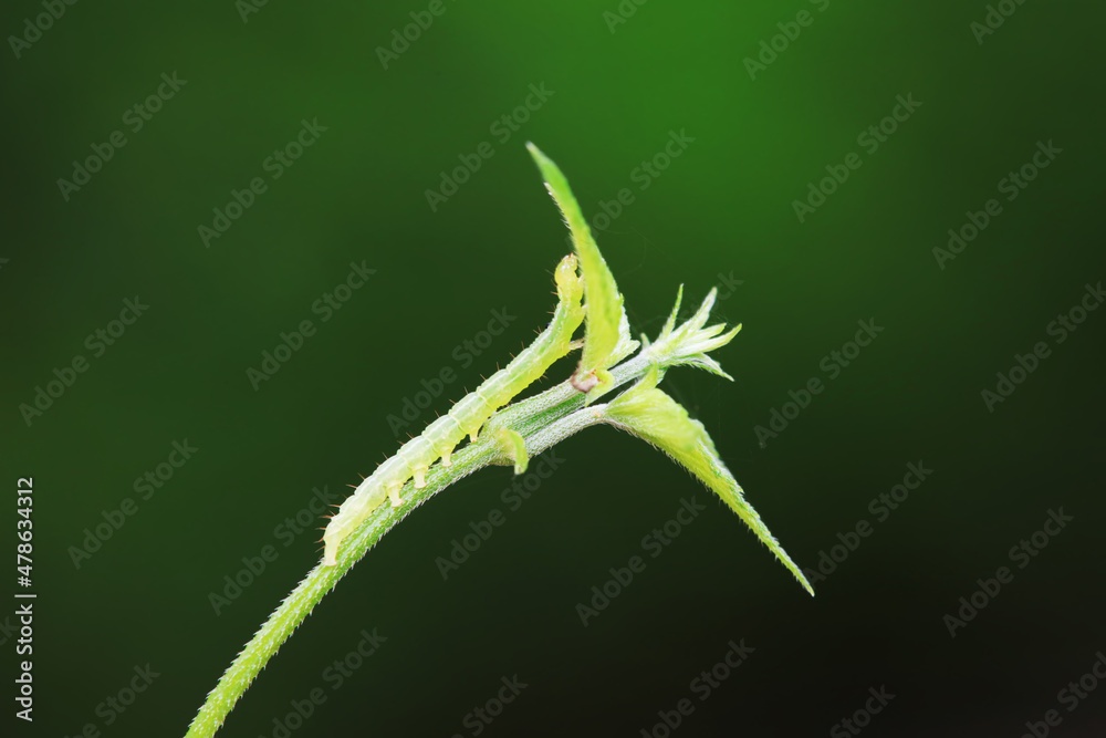 Lepidoptera larvae in the wild, North China Lepidoptera larvae in the wild, North China