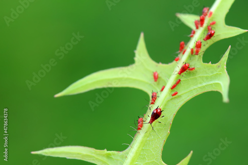 Aphids in the wild, North China