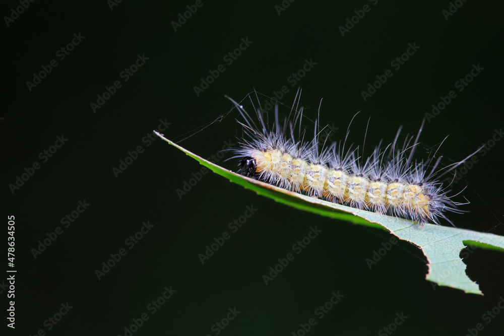 Lepidoptera larvae in the wild, North China