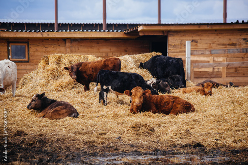 Cows in free open stall at the farm