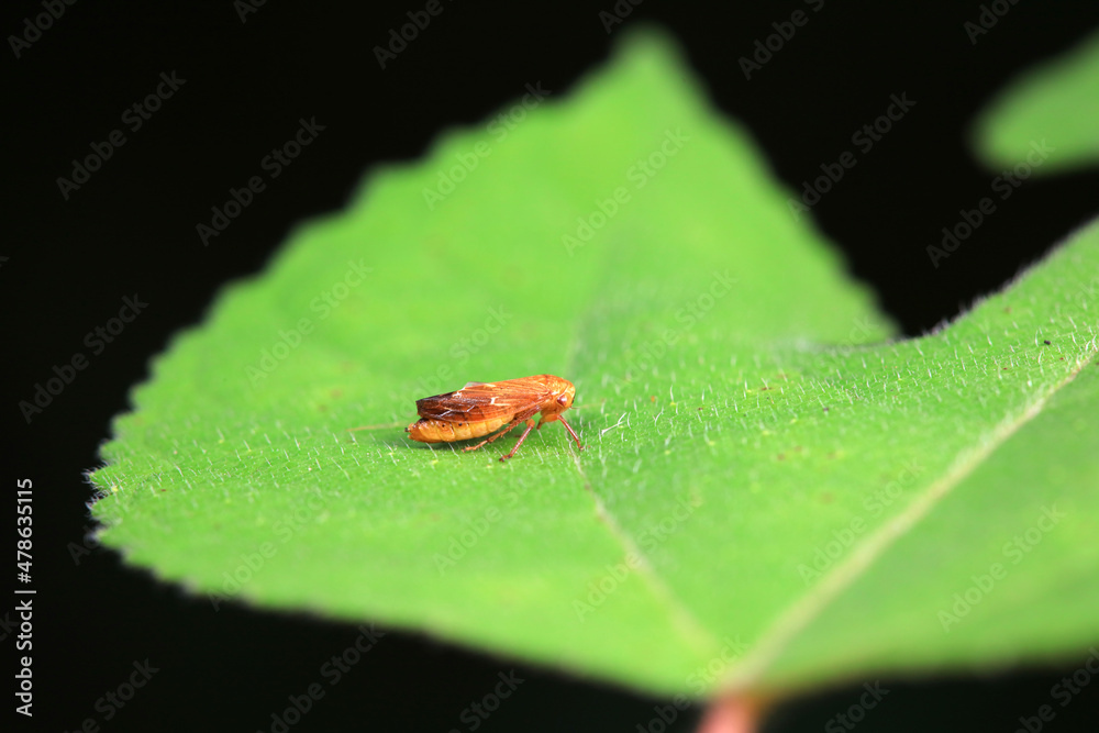 Leaf cicada on wild plants, North China Leaf cicada on wild plants, North China
