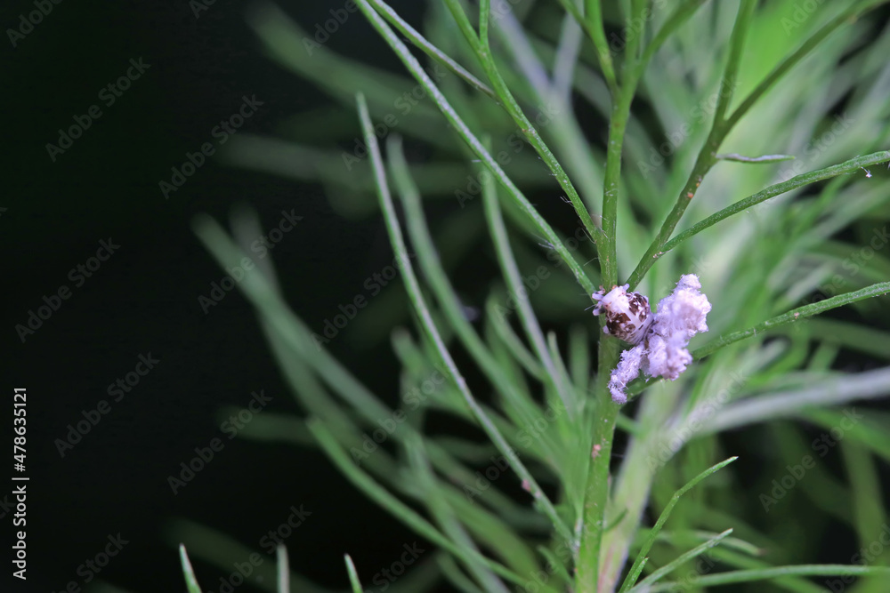 Fototapeta premium Hemiptera wax Cicadellidae insects on wild plants, North China