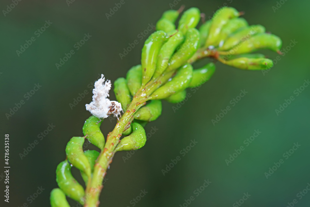 Hemiptera wax Cicadellidae insects on wild plants, North China