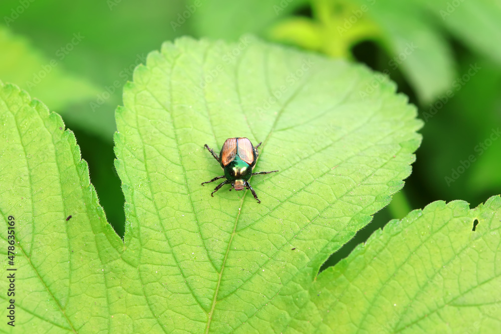 Coleoptera Chrysomelidae insects, North China Coleoptera Chrysomelidae insects, North China