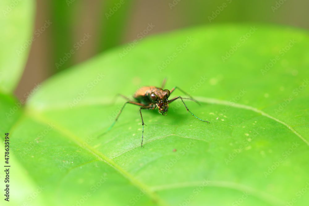 Coleoptera Cicindelidae insect in the wild, North China Coleoptera Cicindelidae insect in the wild, North China