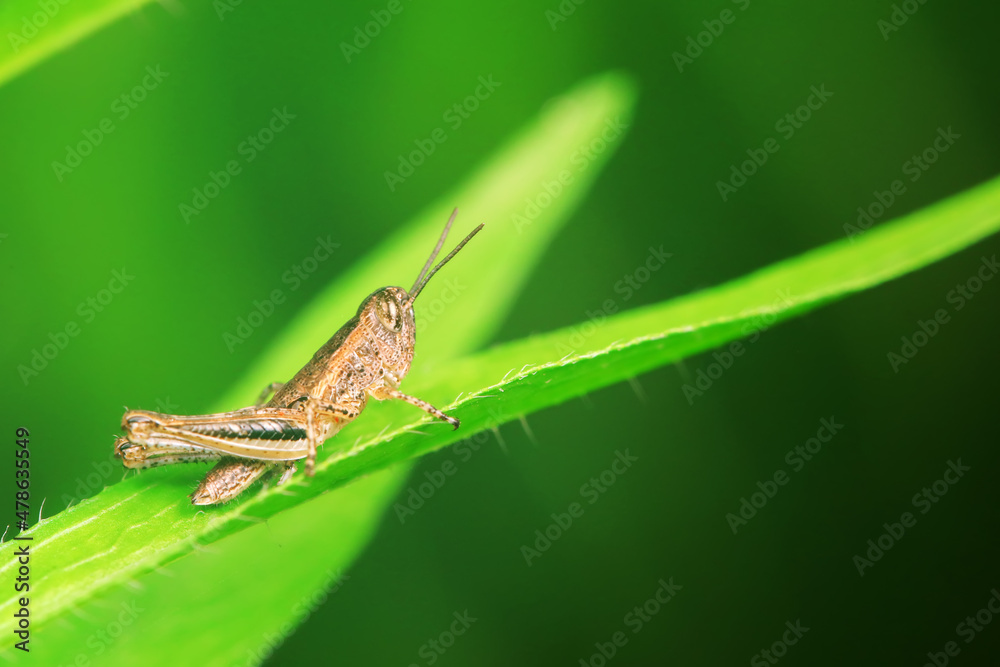 Locusts perch on weeds in North China Locusts perch on weeds in North China
