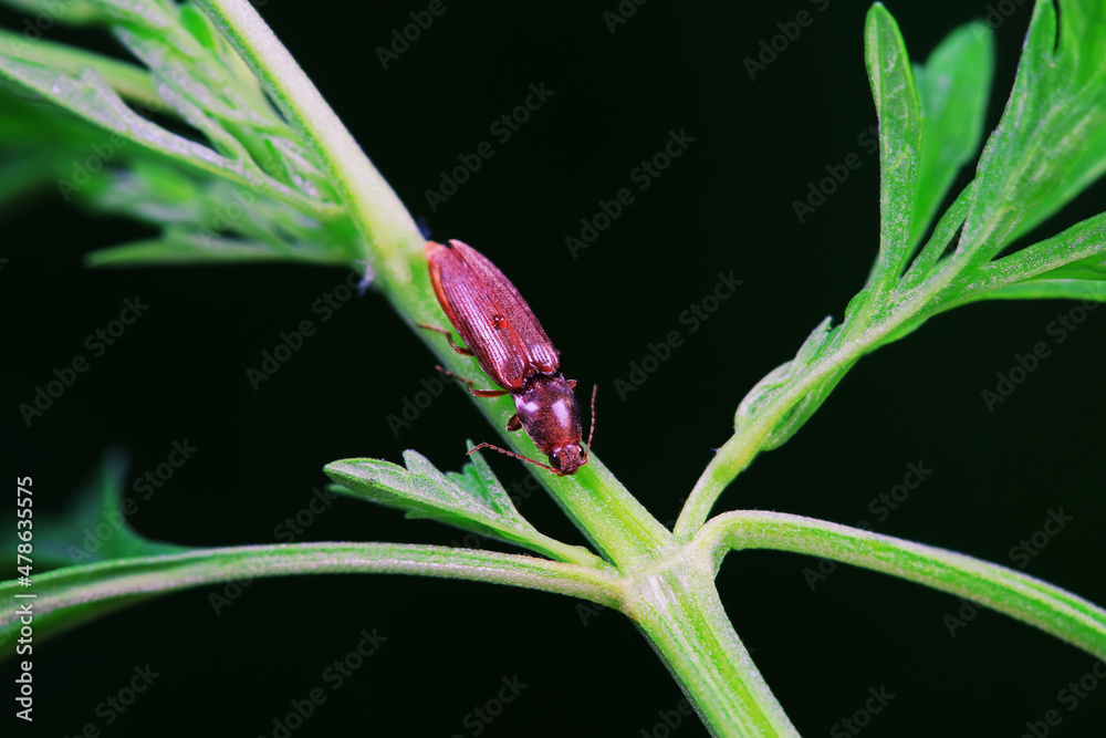 Leaf beetle on wild plants, North China Leaf beetle on wild plants, North China