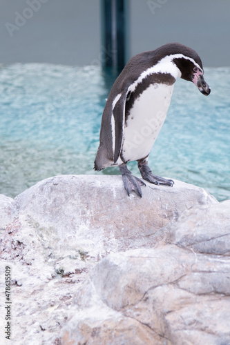 A penguin looking down on a rock