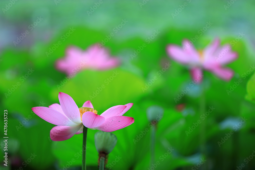 Beautiful lotus in the pond, North China Beautiful lotus in the pond, North China