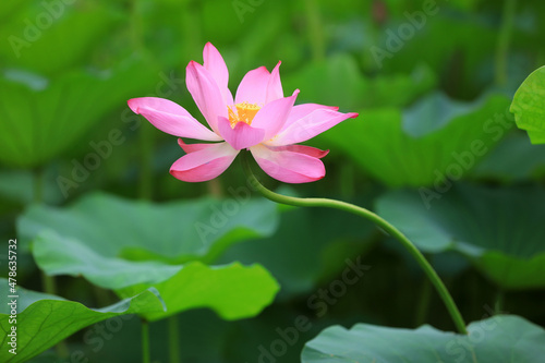 Beautiful lotus in the pond  North China