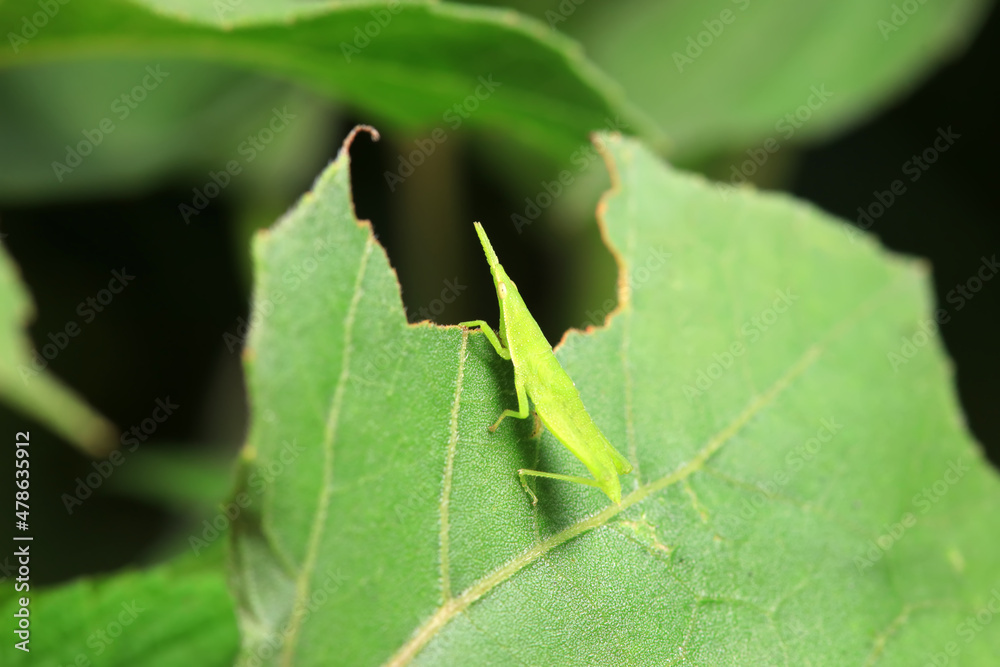 Atractomorpha sinensis in the wild, North China Atractomorpha sinensis in the wild, North China