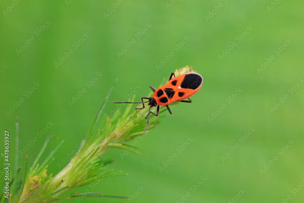 Obraz premium Hemiptera bugs in the wild, North China