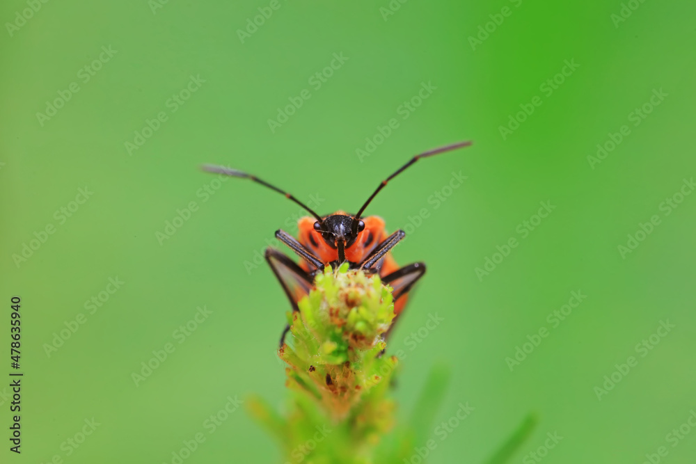 Naklejka premium Hemiptera bugs in the wild, North China