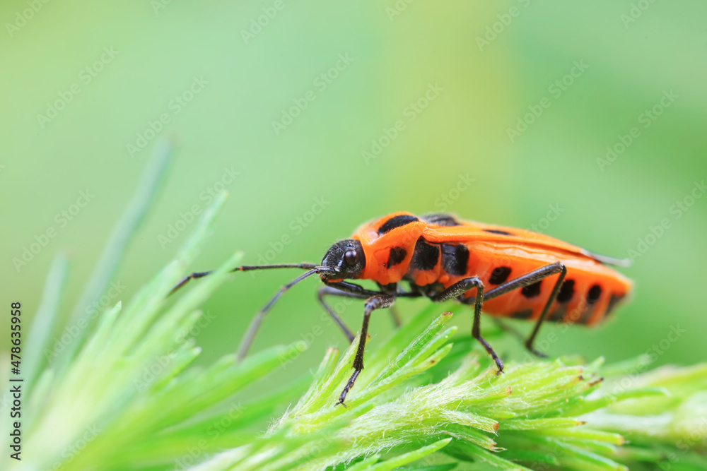 Fototapeta premium Hemiptera bugs in the wild, North China