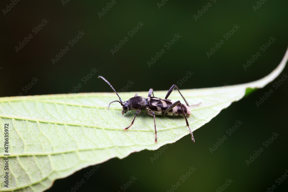 Naklejka premium Longicorn on wild plants, North China