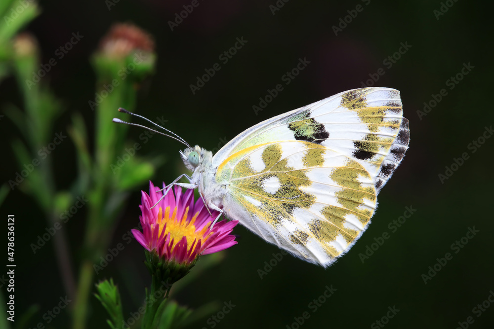 Lepidoptera insects in the wild, North China Lepidoptera insects in the wild, North China