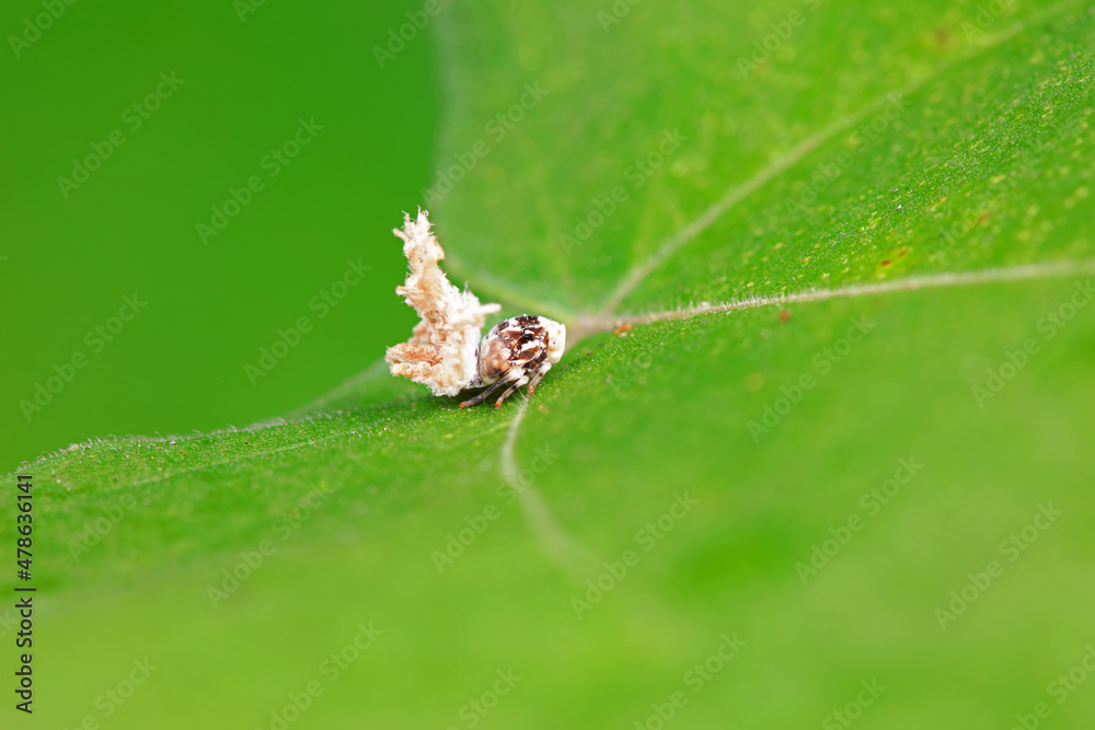 Hemiptera wax Cicadellidae insects on wild plants, North China Hemiptera wax Cicadellidae insects on wild plants, North China