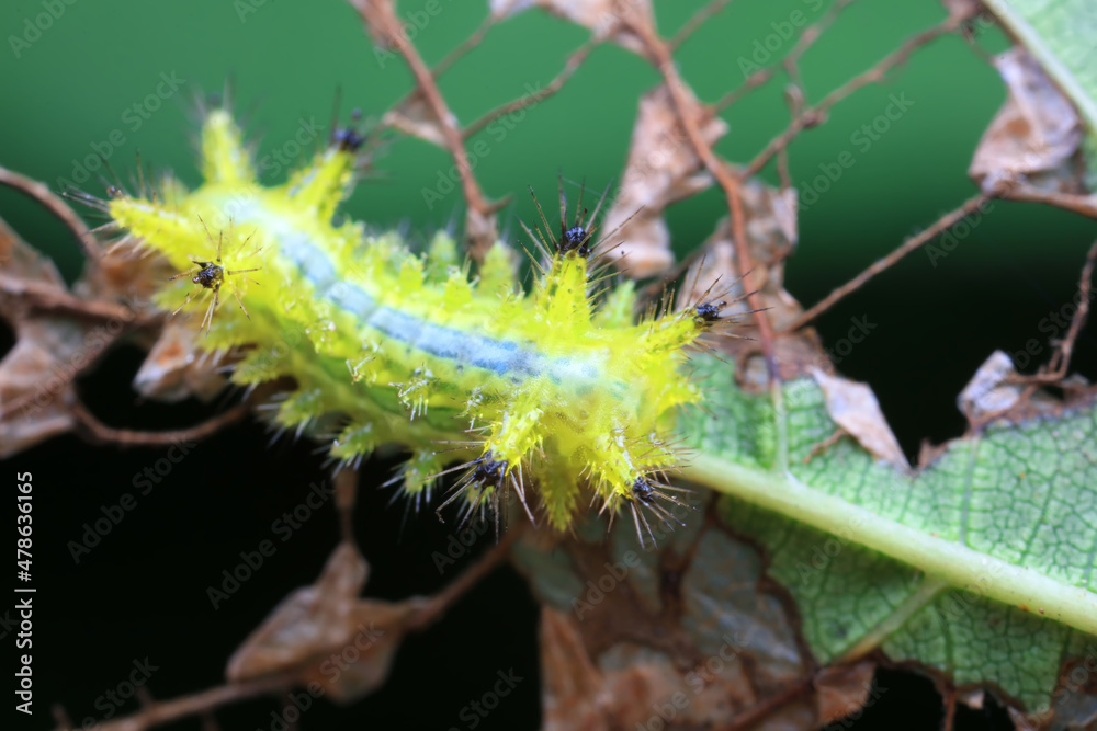 Naklejka premium Lepidoptera larvae in the wild, North China