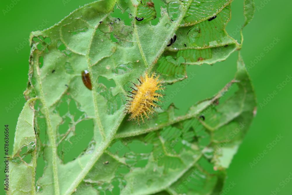 Naklejka premium Ladybugs on wild plants, North China