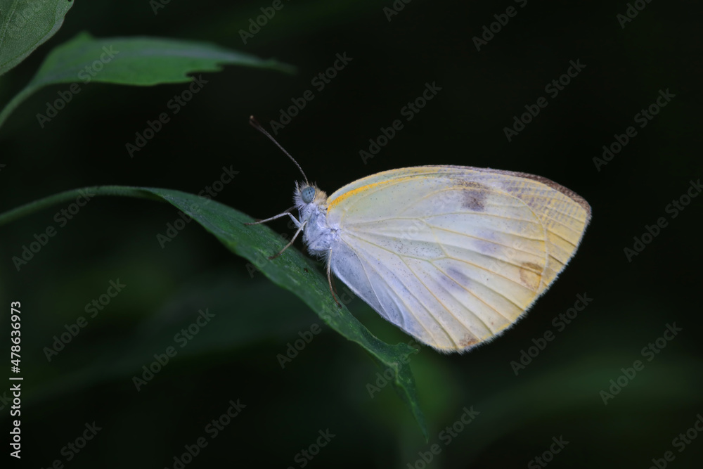 Lepidoptera insects in the wild, North China Lepidoptera insects in the wild, North China