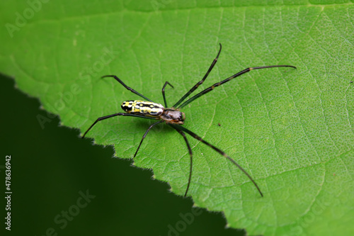 Spiders in the wild, North China