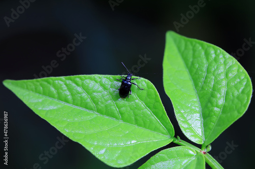 Negative mud beetle, a small beetle in nature, North China