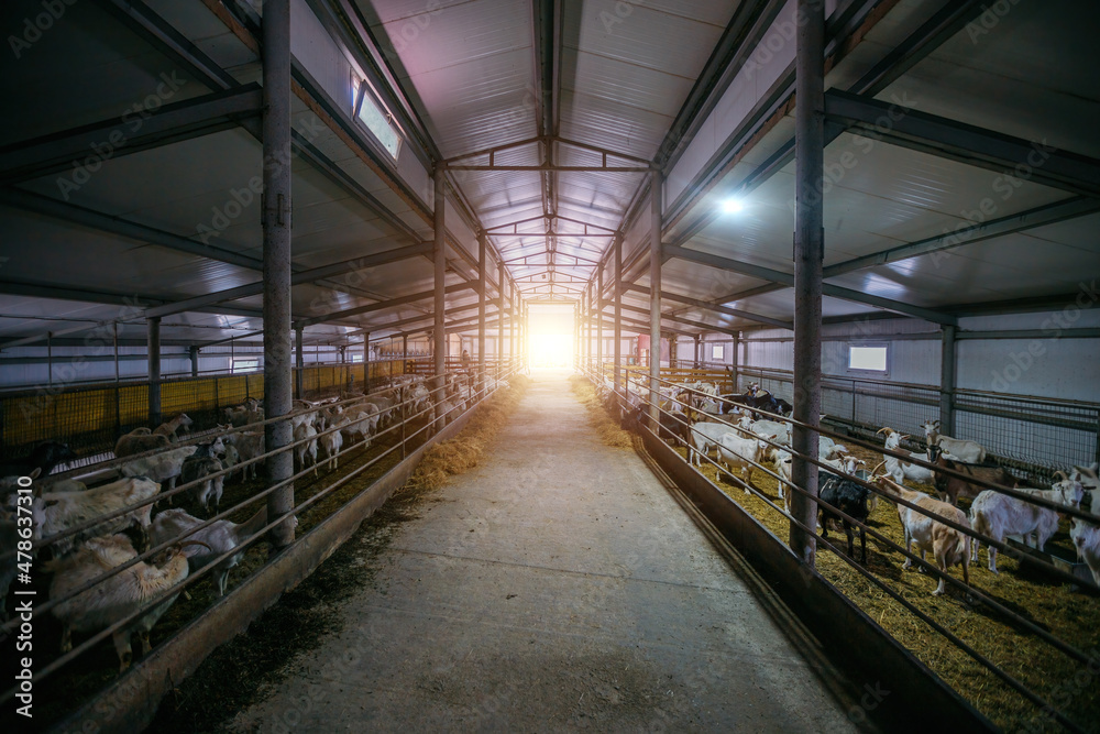Obraz premium Dairy goats in modern free livestock stall