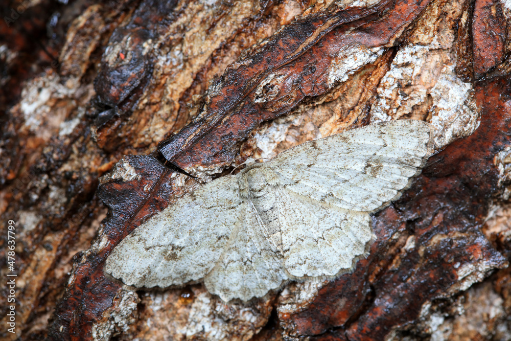 Lepidoptera insects in the wild, North China Lepidoptera insects in the wild, North China