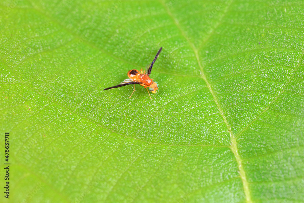 Flies on wild plants, North China Flies on wild plants, North China