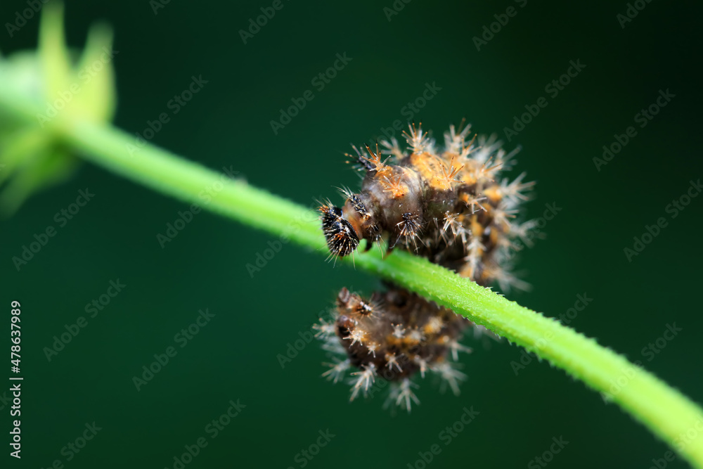 Fototapeta premium Lepidoptera larvae in the wild, North China