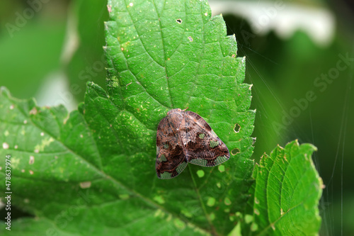 Hemiptera wax Cicadellidae insects on wild plants, North China photo