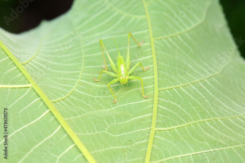 Katydid nymphs in the wild, North China