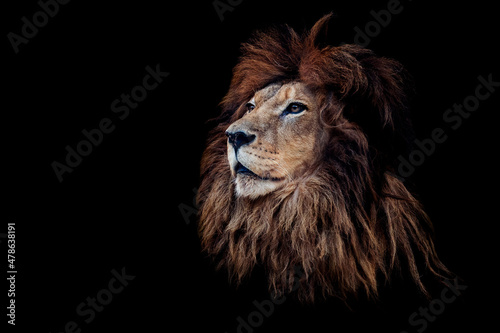 Portrait of a beautiful lion and copy space. Lion in dark 