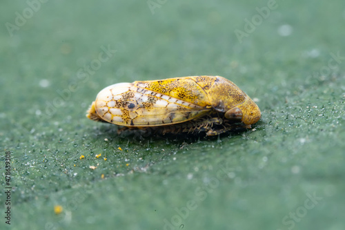 Leaf cicada on wild plants, North China photo