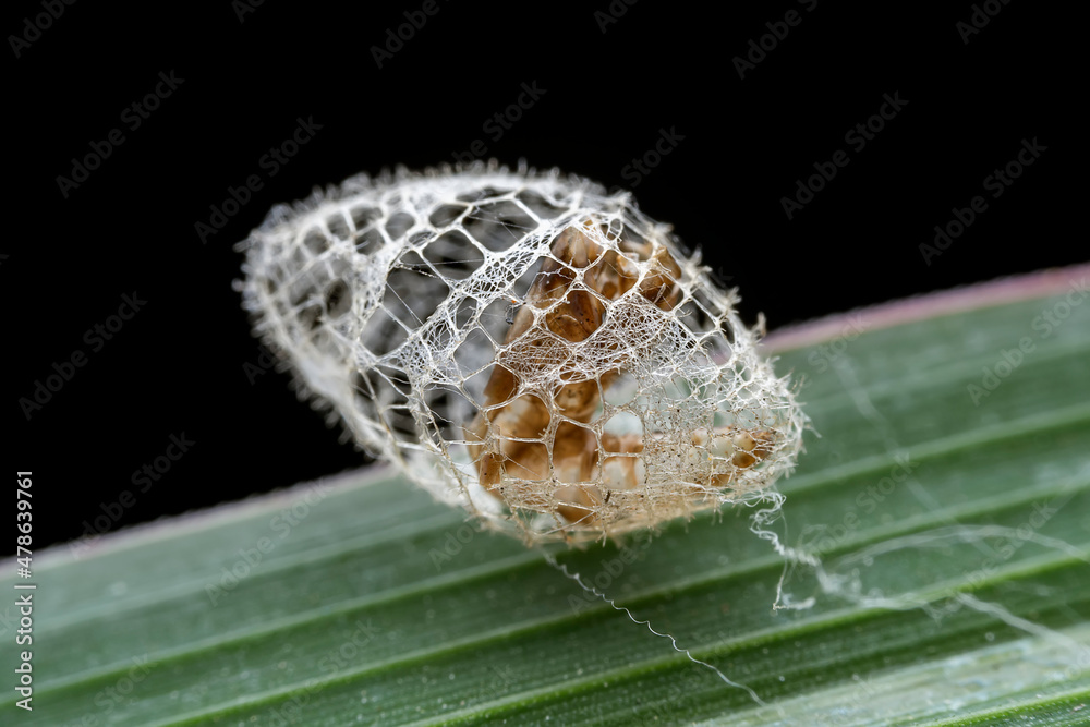 Insect cocoon shells on wild plants, North China